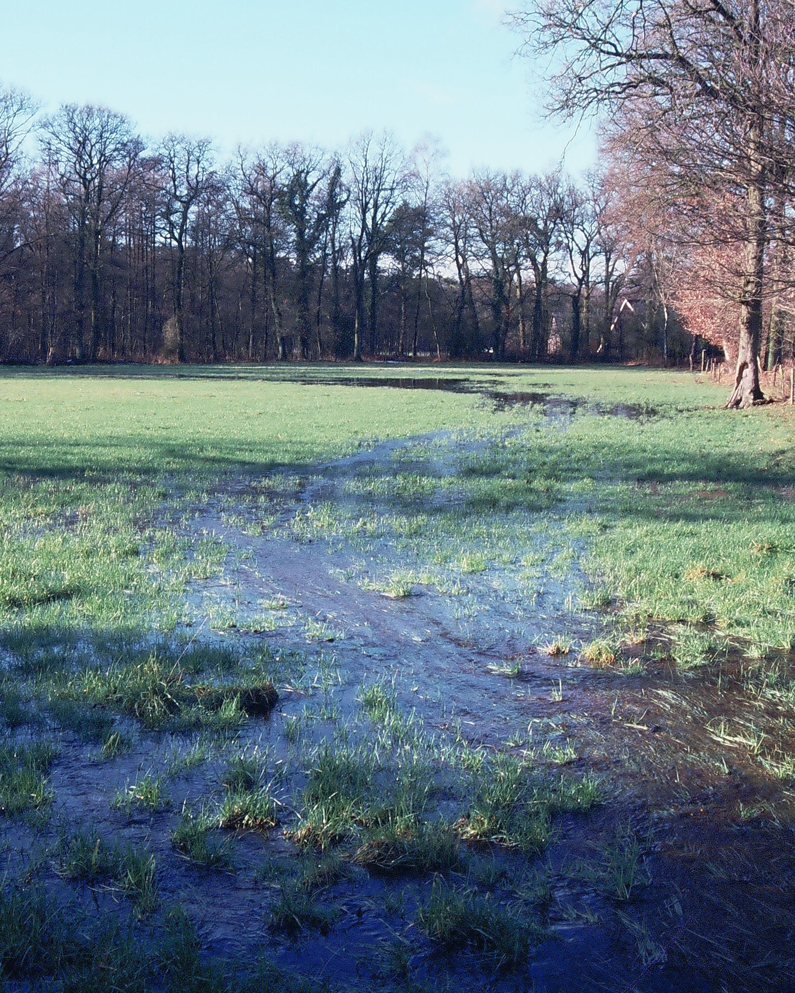Traditional irrigated grassland at Het Lankheet (Source: KIEN, 2021).